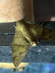 Pachylioides resumens