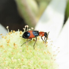 Dicranolaius cinctus