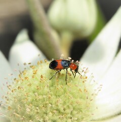 Dicranolaius cinctus