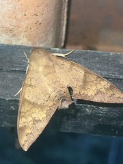 Pachylioides resumens