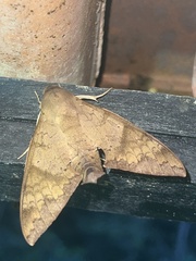 Pachylioides resumens