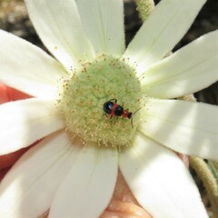 Dicranolaius cinctus