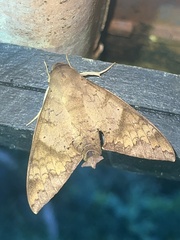 Pachylioides resumens