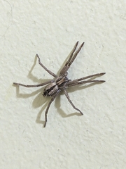 Argoctenus