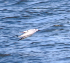 Chlidonias hybrida