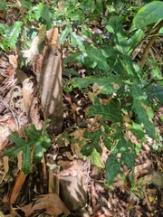 Hicksbeachia pinnatifolia