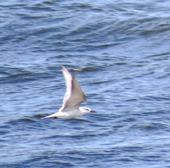 Chlidonias hybrida