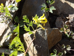 Corydalis aurea