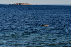 Tursiops