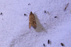 Achyra affinitalis