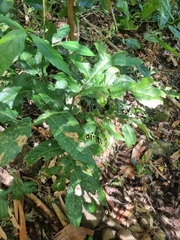 Hicksbeachia pinnatifolia