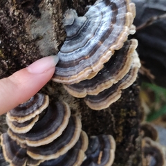 Trametes versicolor