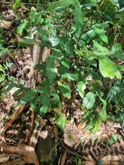 Hicksbeachia pinnatifolia