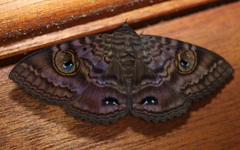 Speiredonia spectans