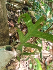 Hicksbeachia pinnatifolia