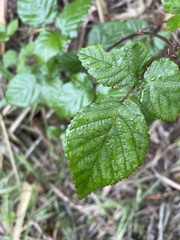 Rubus