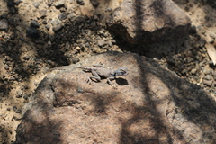 Pseudotrapelus jensvindumi