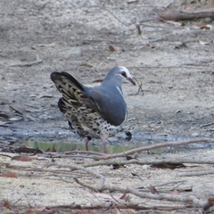Leucosarcia melanoleuca