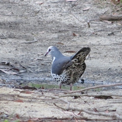 Leucosarcia melanoleuca