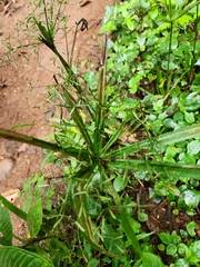 Cyperus diffusus