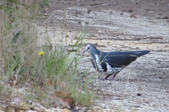 Leucosarcia melanoleuca