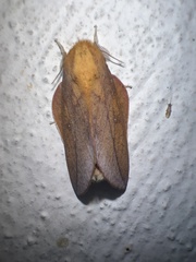 Cicia crocata