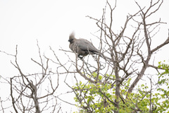 Corythaixoides concolor