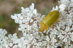 Cteniopus sulphureus