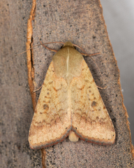 Australothis rubrescens