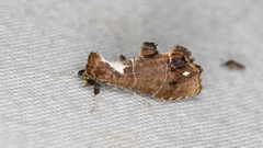 Arrade leucocosmalis