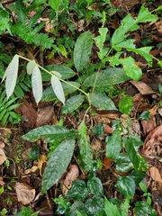 Lepisanthes tetraphylla
