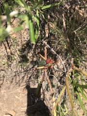 Phymateus morbillosus