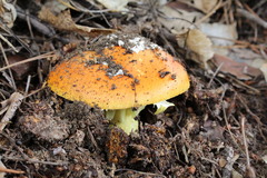 Amanita caesarea