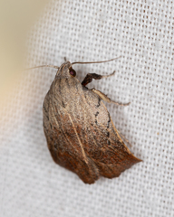 Tortricopsis pyroptis