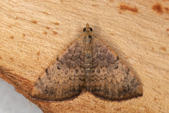 Chrysolarentia mecynata