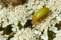 Cteniopus sulphureus