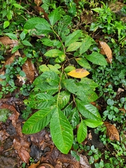 Lagerstroemia speciosa