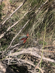 Phymateus morbillosus