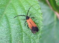Synchonnus clientulus