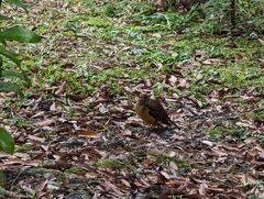 Turdus chrysolaus