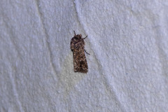 Ectopatria horologa
