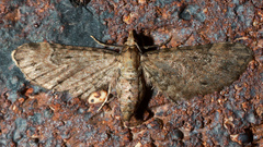 Eupithecia aphanes