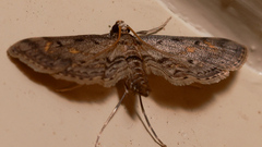 Parapoynx crisonalis