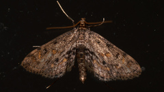 Parapoynx crisonalis