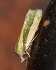 Earias huegeliana