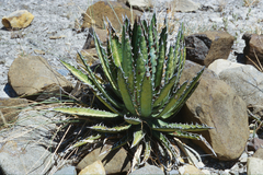 Agave univittata