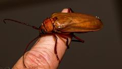 Agrianome spinicollis