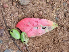 Elaeocarpus serratus