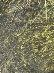 Ranunculus inundatus