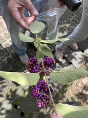 Callicarpa formosana formosana